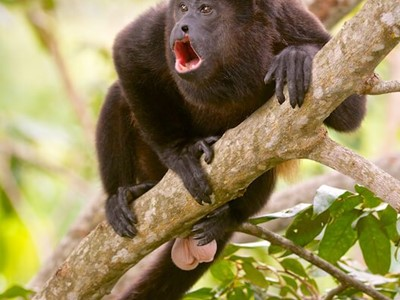 monkeys-17 monkeys 17