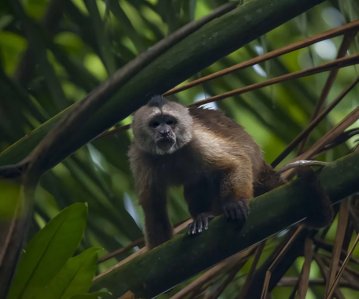 neilaldridge tuftedcapuchin 1