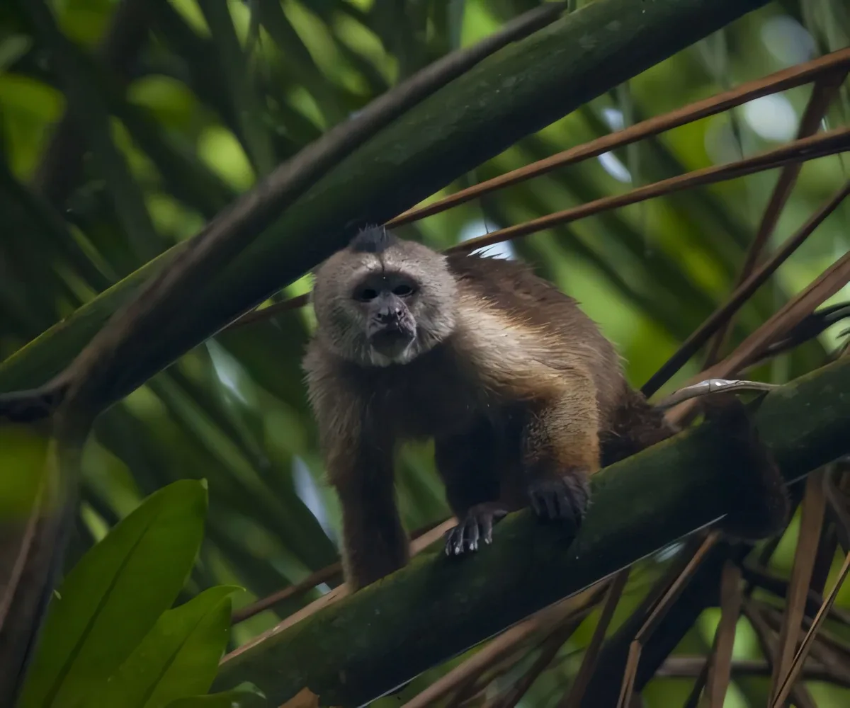 neilaldridge tuftedcapuchin