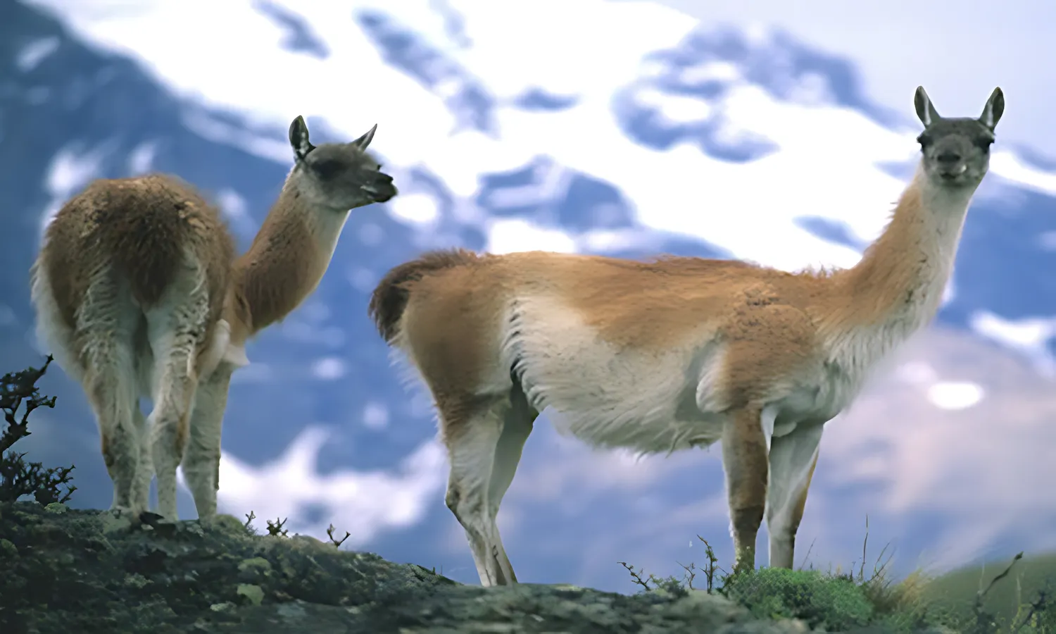 patagonia_explora_llamas