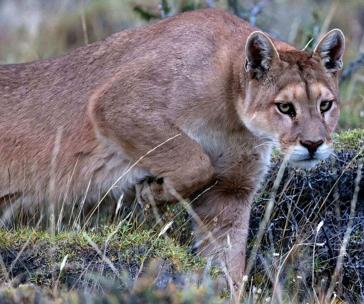 pumas01