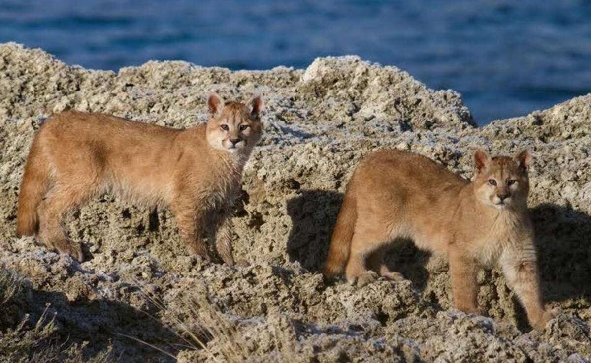 Pumas of Torres del Paine Expedition Pumas in Torres del Paine National Park