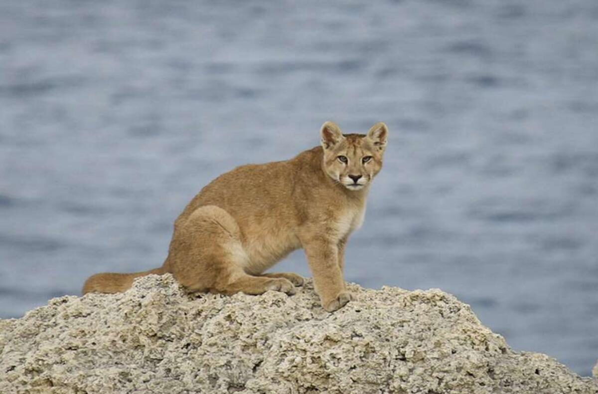 Puma in Torres del Paine National Park Puma in Torres del Paine National Park
