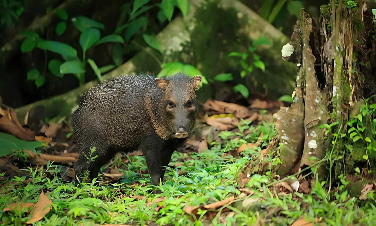 wild-pigs-2 wild pigs 2